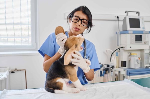 Choosing a vet for your pet